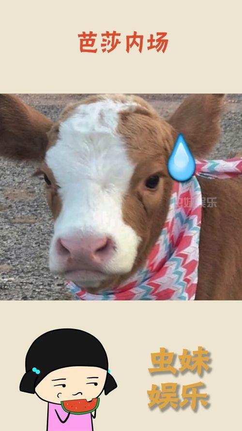 娱乐吃瓜酱情侣